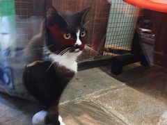 -猫咪博物馆(顶澳仔猫街店)