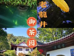 -十八棵（老龙井）御茶园(老龙井店)