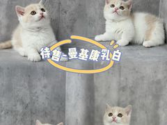 -小猫来了·猫舍(红山六九七九店)