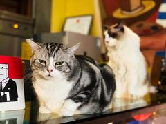 -咖法森林·咖啡  酒吧(天河店)