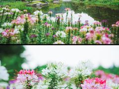 -云溪植物园