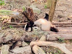 -成都大熊猫繁育研究基地