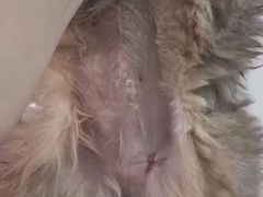 -A猫a狗全科·犬猫异宠·芥西宠物医院(南开总院)