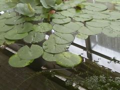 android_upload_pic-沈阳植物园