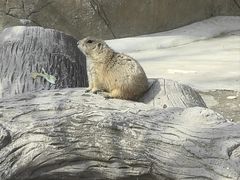 -合肥野生动物园