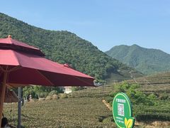 -龙坞茶村