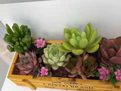 -朝来春花卉市场