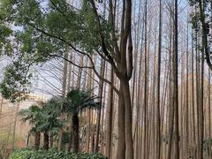 -黄兴公园