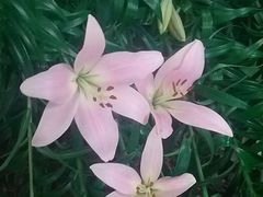 android_upload_pic-蠡湖中央公园