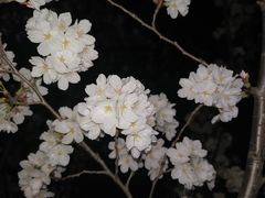-羊山湖公园