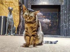 -more than meow吴止猫主题餐厅(承德 中船汇店)