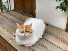 -喵屿·大理花园猫咖