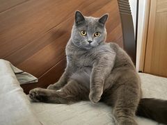 -lincat·猫舍(广州店)