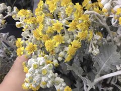 -Butchart布查德鲜花(花艺设计中心)