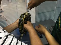 -瑞派福兴宠物医院犬猫全科·骨科·中西医结合(河东店)