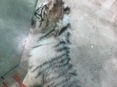 -常州淹城野生动物世界