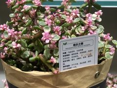 -鹿岛会员店 (龙湖三千集天街店)