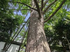 -上海醉白池公园