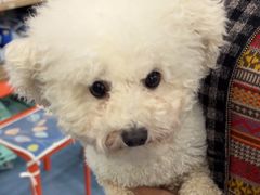 -佑安动物医院·全科·内窥镜中心(幸福巷店)