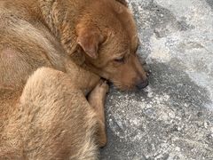 -百里鲜(羚羊峡古栈道森林公园店)