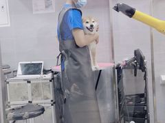 -宠福鑫康馨动物医院·骨科·眼科
