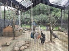 -合肥滨湖国家森林公园