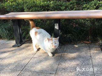 生命不息，折腾不止，猫猫要面子