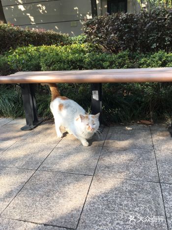 生命不息，折腾不止，猫猫要面子