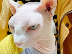 -藏猫猫咖啡主题馆(中央大道店)