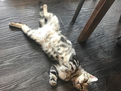 -吉丁鸟咖·异宠·寄养