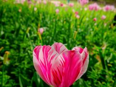 -北京国际鲜花港