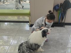 -瑞鹏宠物医院·骨外科·心肾科·肿瘤科(九亭店)