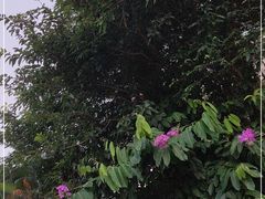 -大屏嶂森林公园
