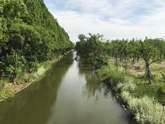-上海长兴岛郊野公园