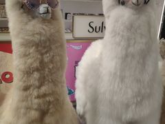 -国药中服免税(北京坊店)