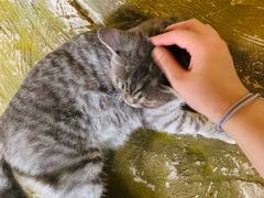 -猫猫幼稚园·撸猫·桌游·电玩