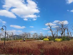 -芒洲湿地公园