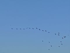 -盐城丹顶鹤湿地生态旅游区
