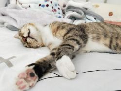 -Priscilla皮肤管理中心