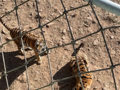 -西霞口神雕山野生动物世界