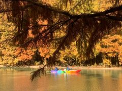 -上海海湾国家森林公园