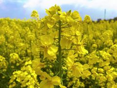 -贡湖湾湿地公园