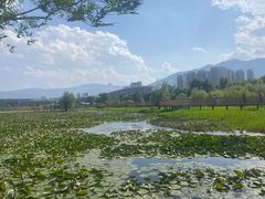 -洱海月湿地公园