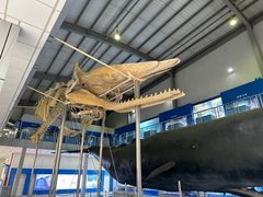 -上海海洋大学鱼文化博物馆(军工路校区)