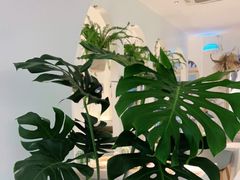 -春树下·树屋花房西餐厅(罍街AS1980店)