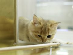 -飞行喵MR PILOT|猫舍·猫咖(静安大融城店)