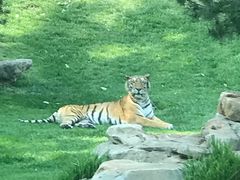 -北京野生动物园