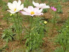 -松山湖梦幻百花洲