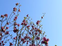 -洋湖国家湿地公园