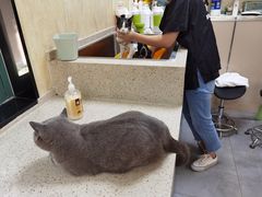 -喜洋洋宠物医院(震川路总店)